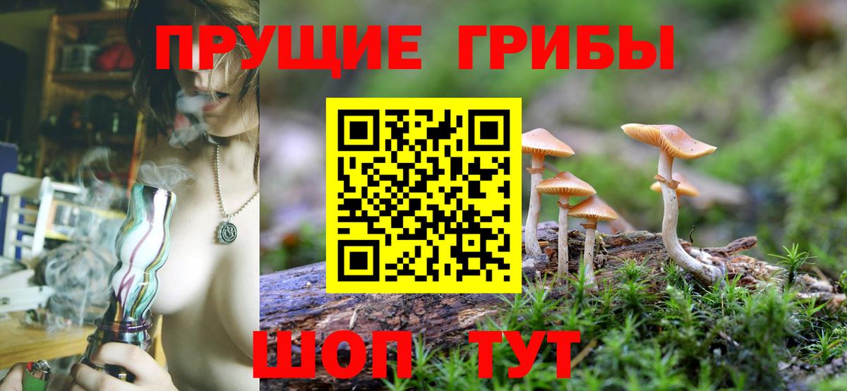Псилоцибиновые грибы Psilocybine cubensis Унеча